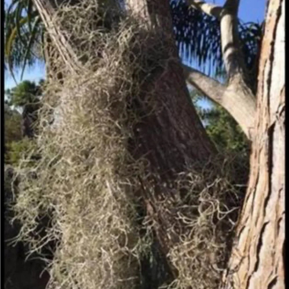 Spanish moss approximately 2 lbs for crafts